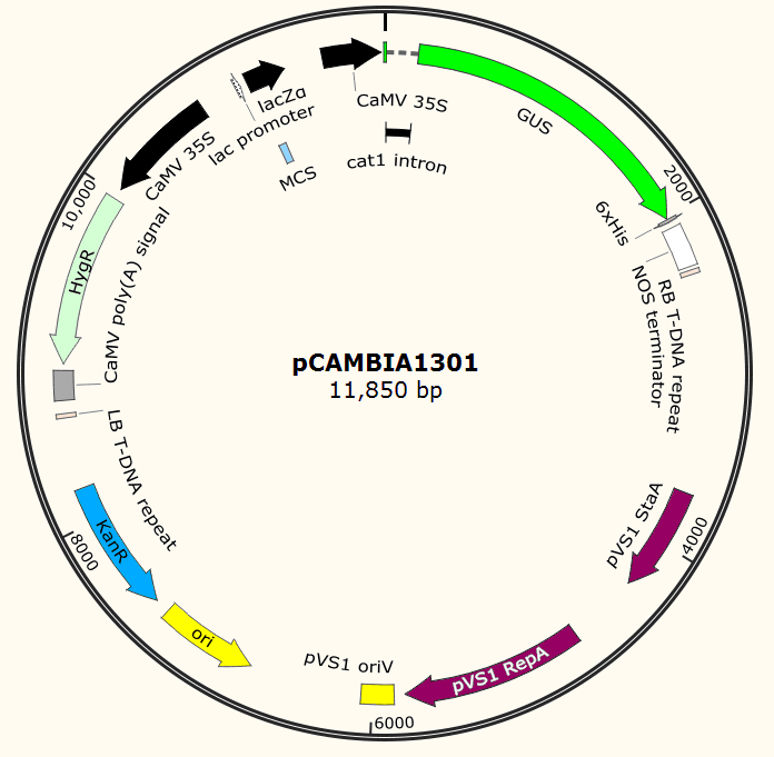 pCAMBIA1301载体图谱